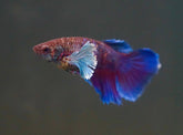Sorority Mixed Color DUMBO Big Ear Female Halfmoon Betta Fish